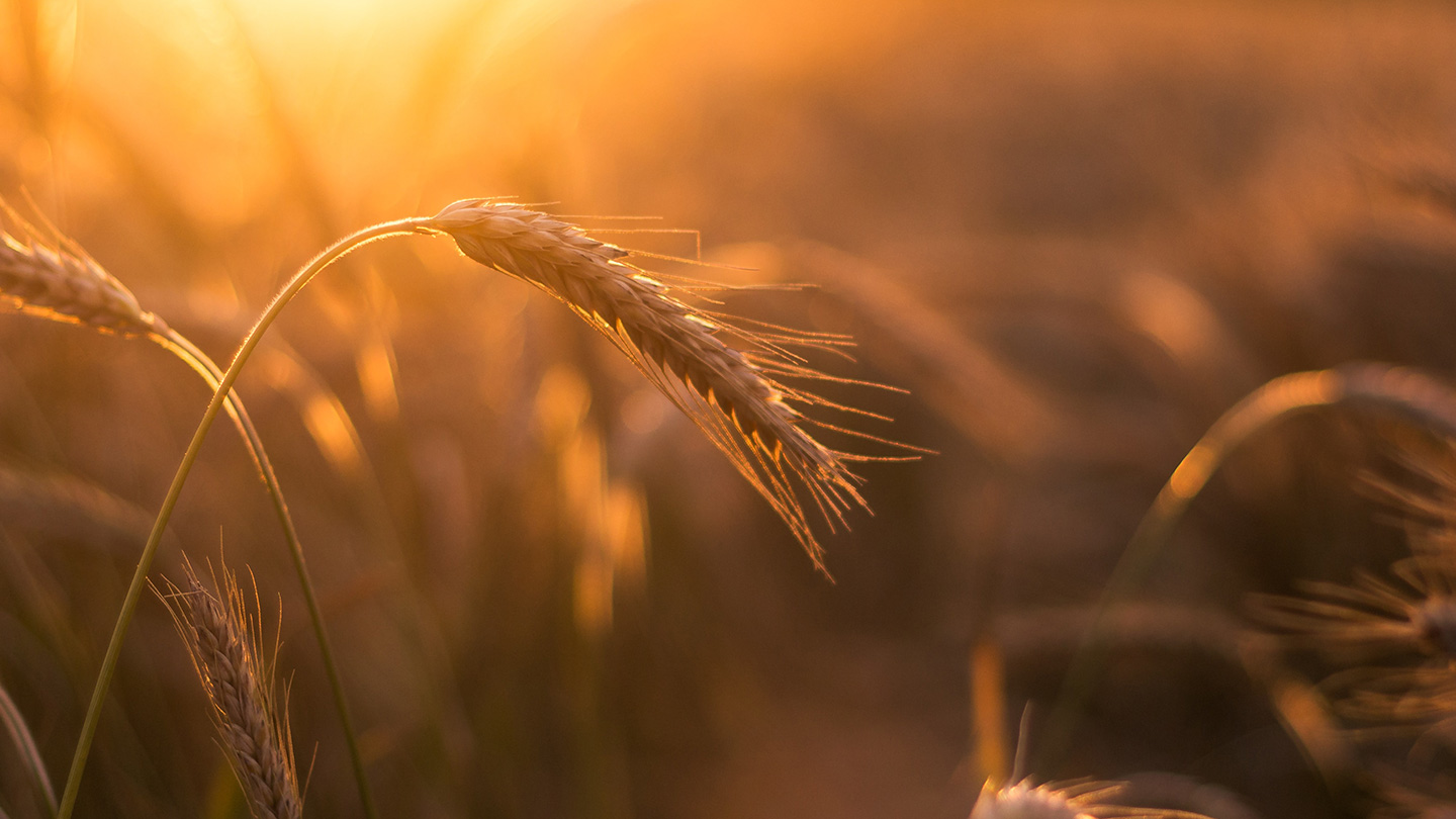 Wheat in the sun